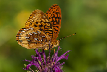 Garden Flowers and Insects