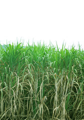 Fototapeta premium sugar cane plantation, Thailand