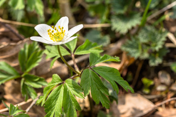 White anemones, spring flower in the forest, close-up