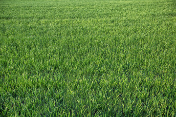 Fototapeta premium Green field and blue sky