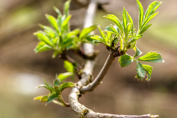 Young spring leaves, green leaves on twig