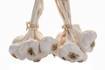 Garlic (Allium sativum) isolated on white background