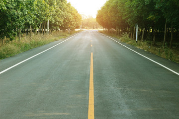 Forest road