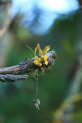 Bulbophyllum orientale, PhuLuang Wildlife Sanctuary, Loei,Thailand