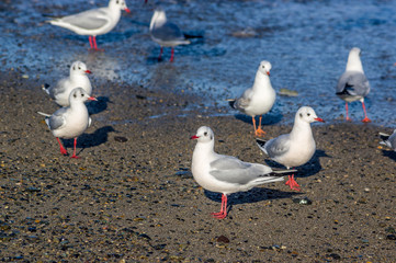 sea gulls on the pebble beach / Black-headed gull,Chroicocephalus ridibundus, Larus ridibundus
