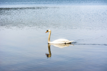 Beautiful white swan on the lake