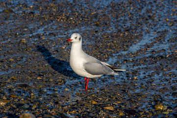 sea gulls on the pebble beach / Black-headed gull,Chroicocephalus ridibundus, Larus ridibundus