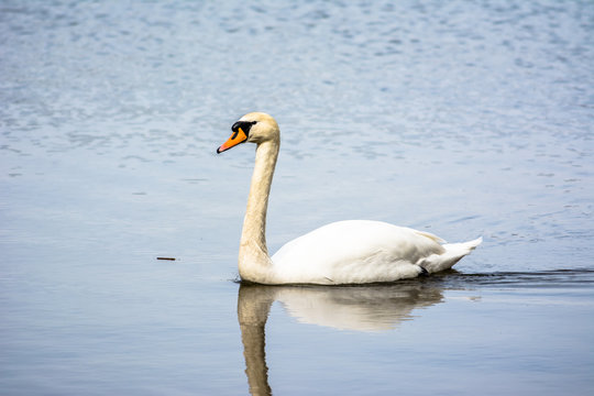 Beautiful white swan on the lake