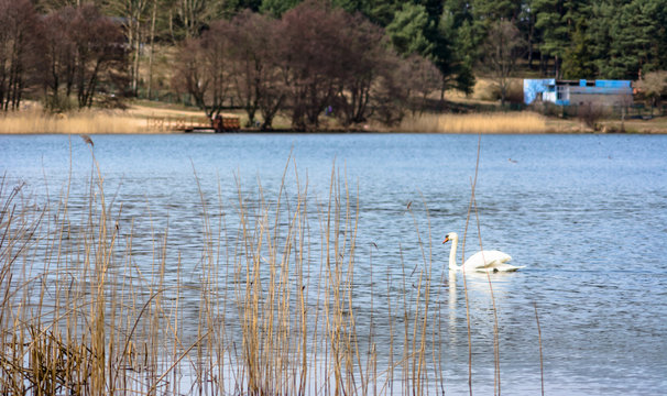 White swan on the lake among reeds.