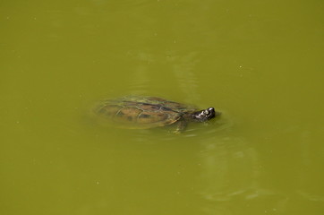 Turtle in green water 