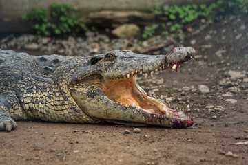Fototapeta premium Crocodile getting hurt