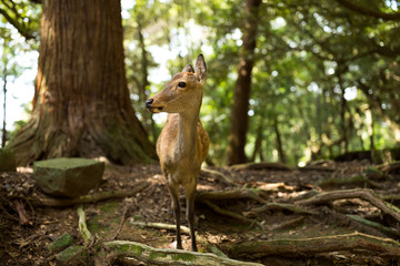Roe deer