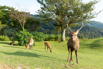 Stag Deer in Mount Wakakusa