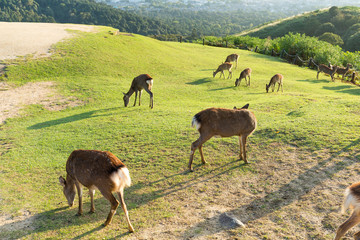 Group of deer © leungchopan