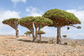 Fototapeta premium Endemic Dragon tree of Socotra Island