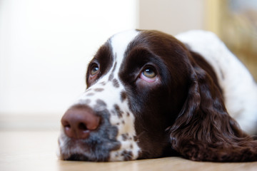 English Springer Spaniel puppy dog