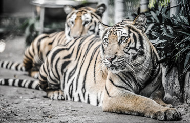 tiger lay on the ground with dramatic tone