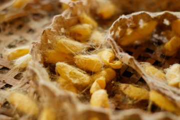 Close up yellow silkworm cocoons in weave bamboo.