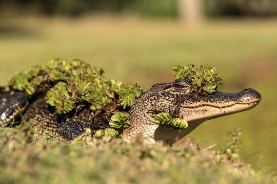 「Luisiana」の画像 85 件の Stock 写真、ベクターおよびビデオ Adobe Stock