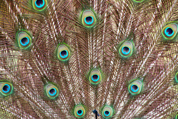 Obraz premium Patterns Textures and Feathers of Male Peacock Spread Display