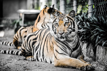 Obraz premium tiger lay on the ground with dramatic tone