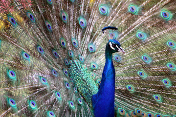 Fototapeta na wymiar Blue Colorful Male Peacocks Patterned and Textured Feather Disp