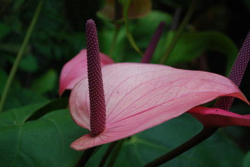 Pink Leafed Lily
