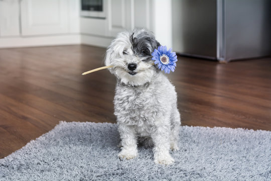 poodle dog holding a flower in the mouth