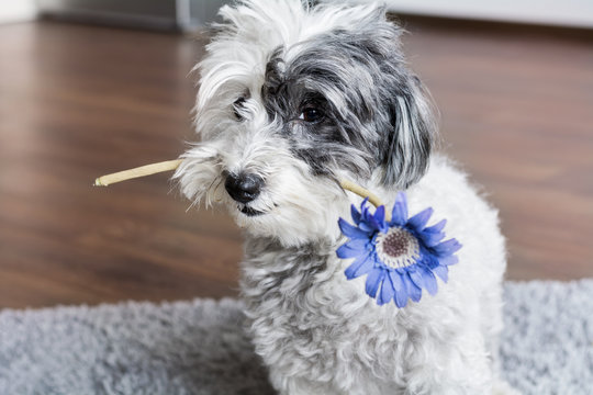 poodle dog holding a flower in the mouth
