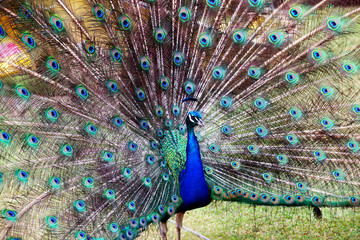 Naklejka premium Blue Colorful Male Peacocks Patterned and Textured Feather Disp