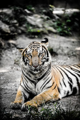 Fototapeta na wymiar tiger lay on the ground with dramatic tone
