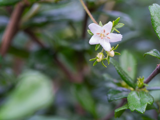 Obraz na płótnie Canvas White Flower of Fujian Tea