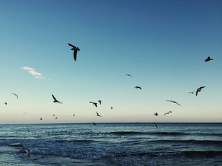 Fototapeta na wymiar sea ​​sunset and flying seagulls