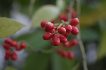 Fototapeta premium Berries