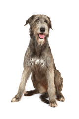 Portrait of an Irish wolfhound in a hat sitting at a table indoors
