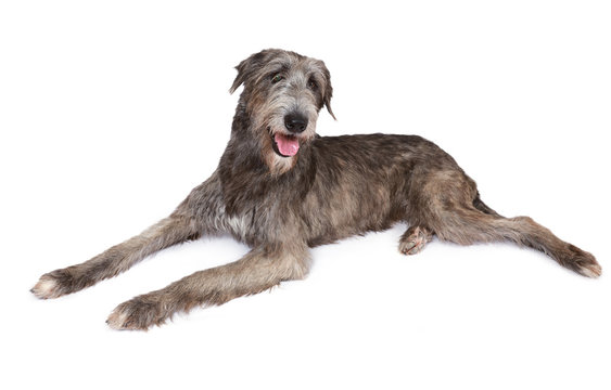 Portrait of an Irish wolfhound in a hat sitting at a table indoors
