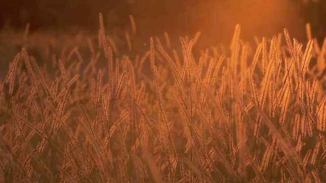 夕暮れ時のねこじゃらしの群生