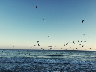 sea ​​sunset and flying seagulls