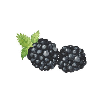 Watercolor Blackberry Hand-Painted Isolated