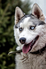 Husky portrait blue eyes