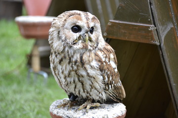 Detail of wild owl standing