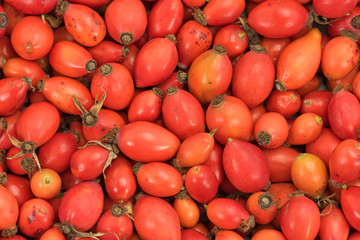 Hagebutten, Rosa canina, Hundsrose