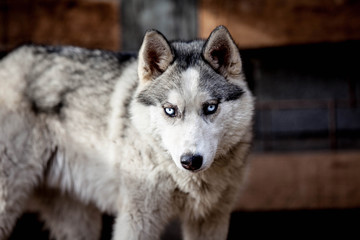 Husky portrait dog like wolf