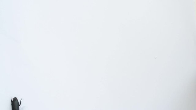 Black beetle walks on left margin of the video on white background