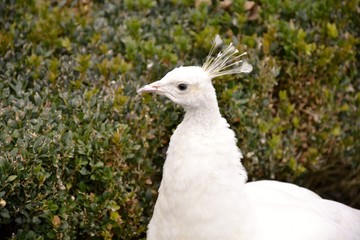 Detail of a white wild peacock and grass