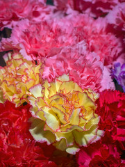 floral background of different color carnations