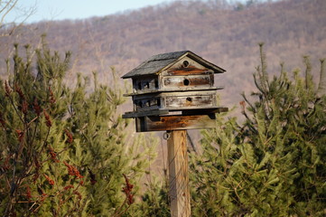 Bird House with a view