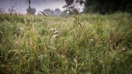 cobwebs in the field