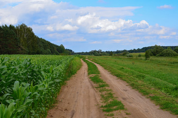 Fototapeta na wymiar Sandy road near corn field, summer countryside