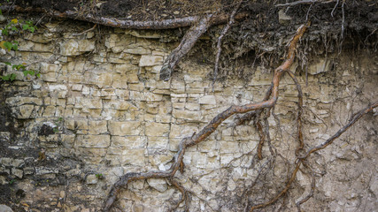 root of a tree on a rock